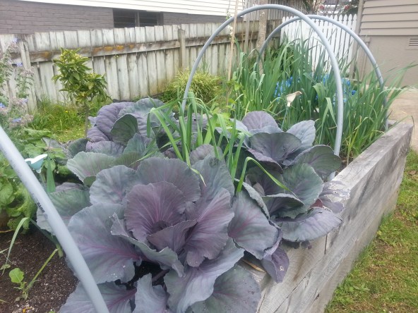 Here's a picture of my garden. There's no way a photo of king perve Rolf Harris is making this blog